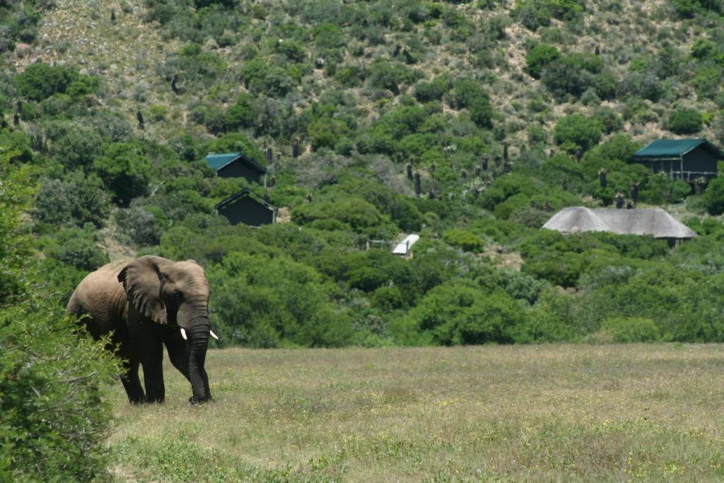 Hillsnek Safari Camp - Amakhala Game Reserve Villa Ngoại thất bức ảnh