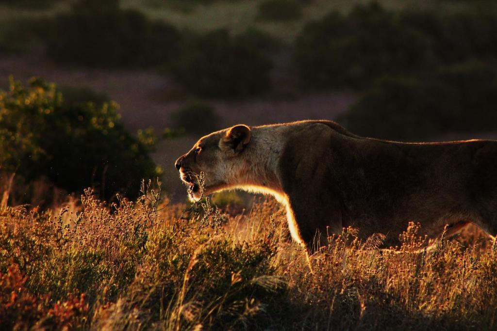 Hillsnek Safari Camp - Amakhala Game Reserve Villa Ngoại thất bức ảnh