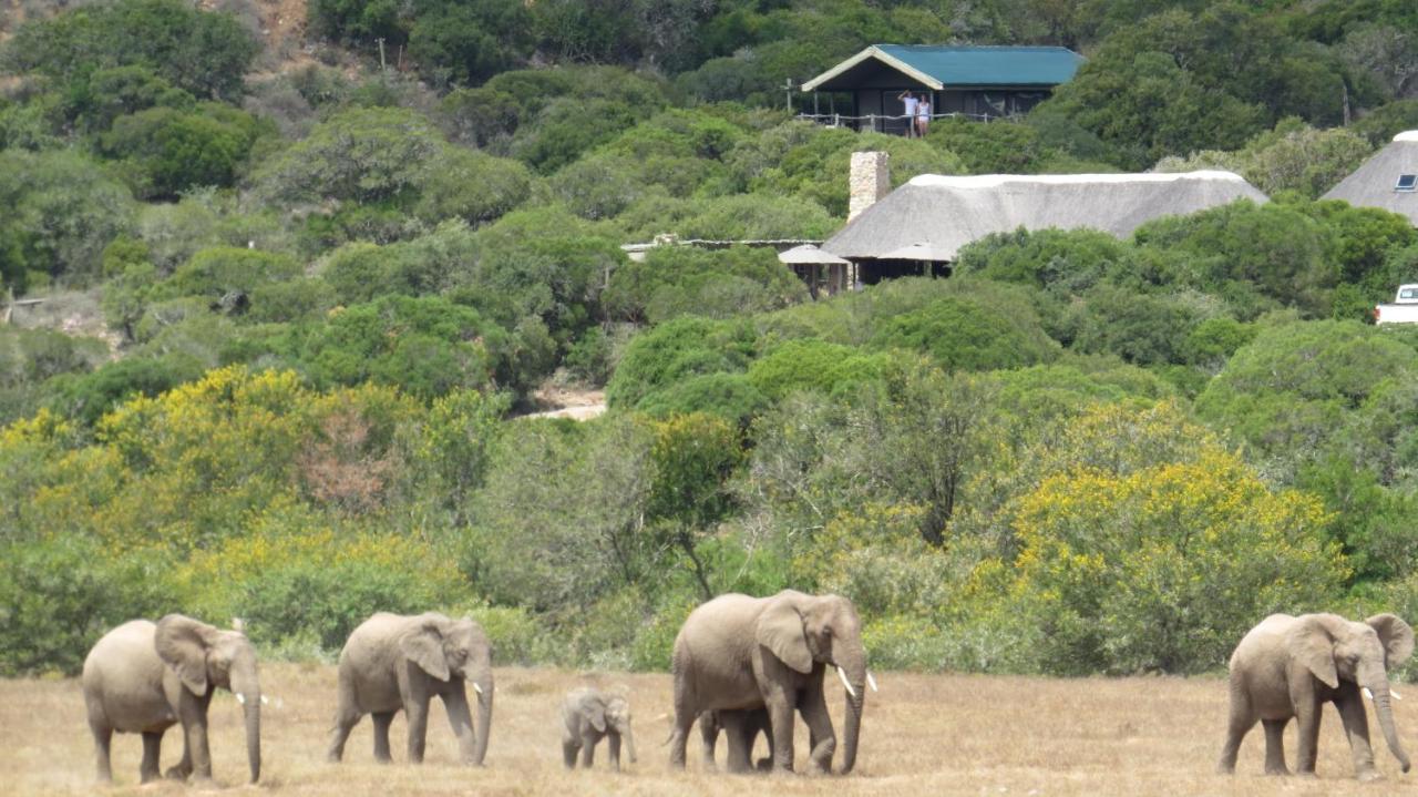 Hillsnek Safari Camp - Amakhala Game Reserve Villa Ngoại thất bức ảnh