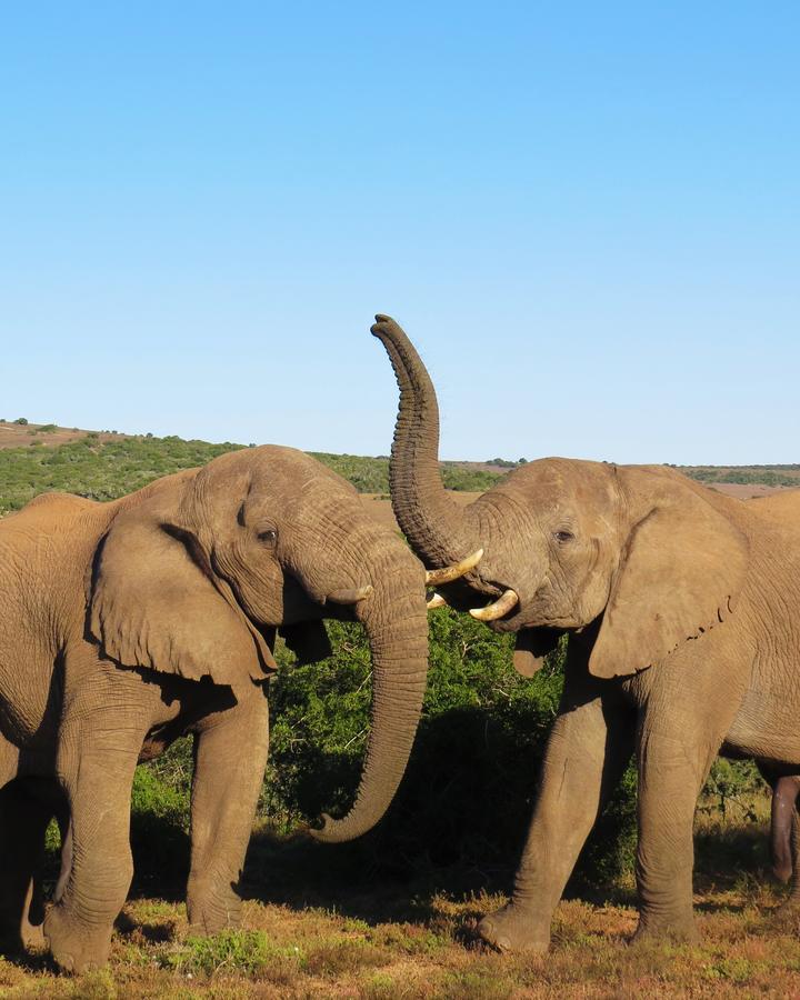 Hillsnek Safari Camp - Amakhala Game Reserve Ngoại thất bức ảnh