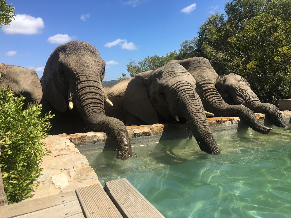 Hillsnek Safari Camp - Amakhala Game Reserve Ngoại thất bức ảnh