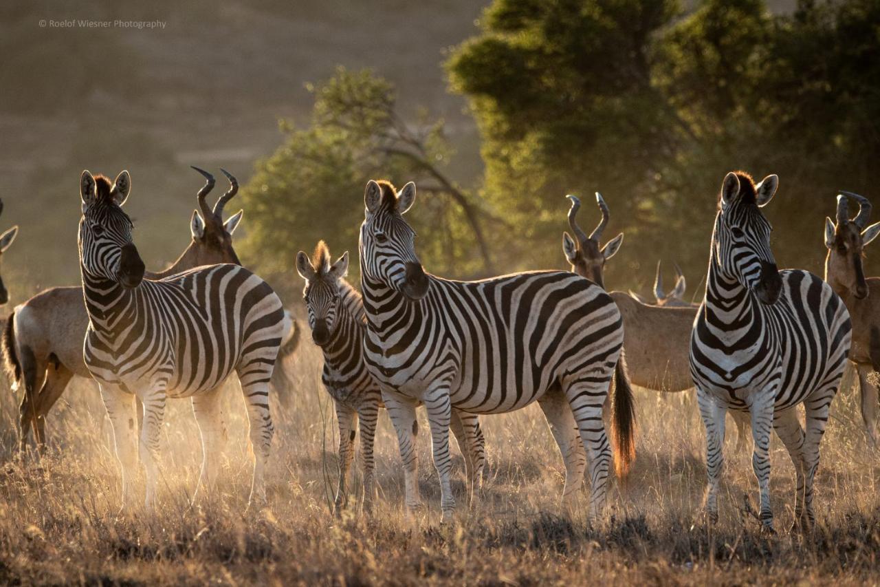 Hillsnek Safari Camp - Amakhala Game Reserve Ngoại thất bức ảnh
