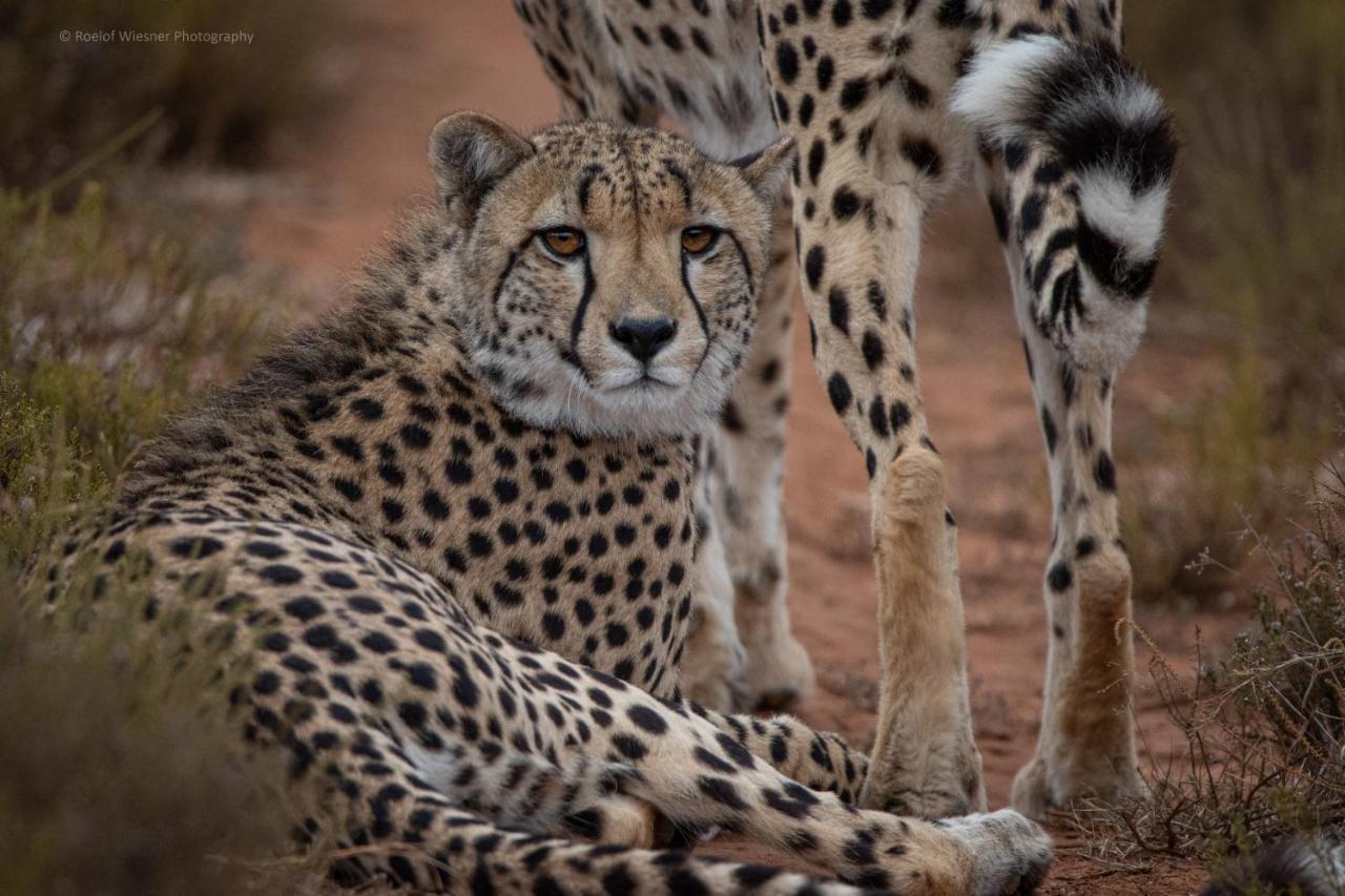 Hillsnek Safari Camp - Amakhala Game Reserve Villa Ngoại thất bức ảnh