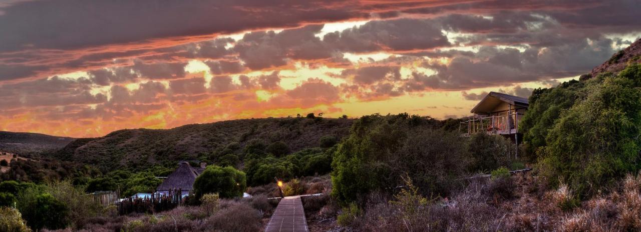 Hillsnek Safari Camp - Amakhala Game Reserve Ngoại thất bức ảnh