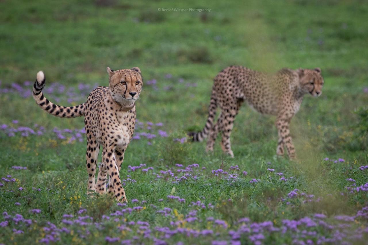 Hillsnek Safari Camp - Amakhala Game Reserve Ngoại thất bức ảnh