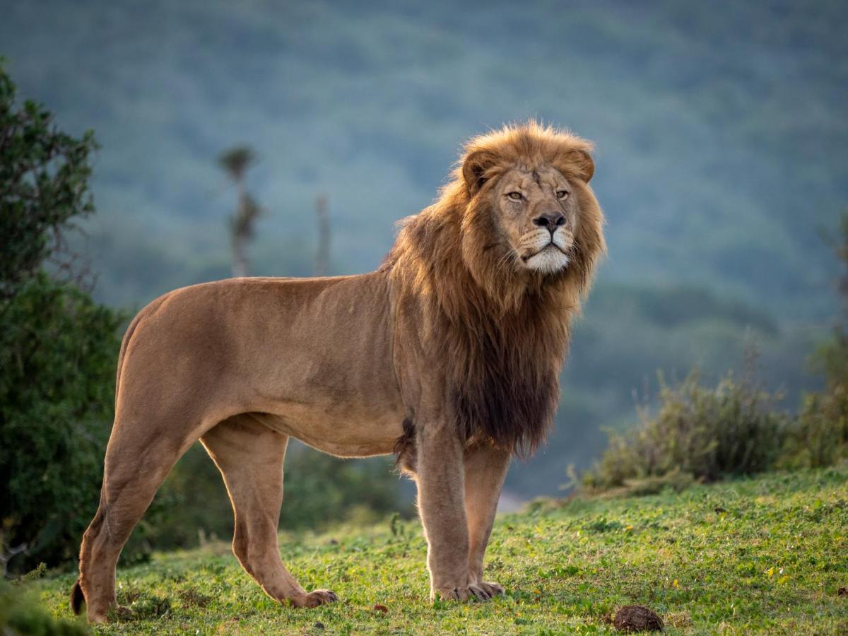 Hillsnek Safari Camp - Amakhala Game Reserve Ngoại thất bức ảnh