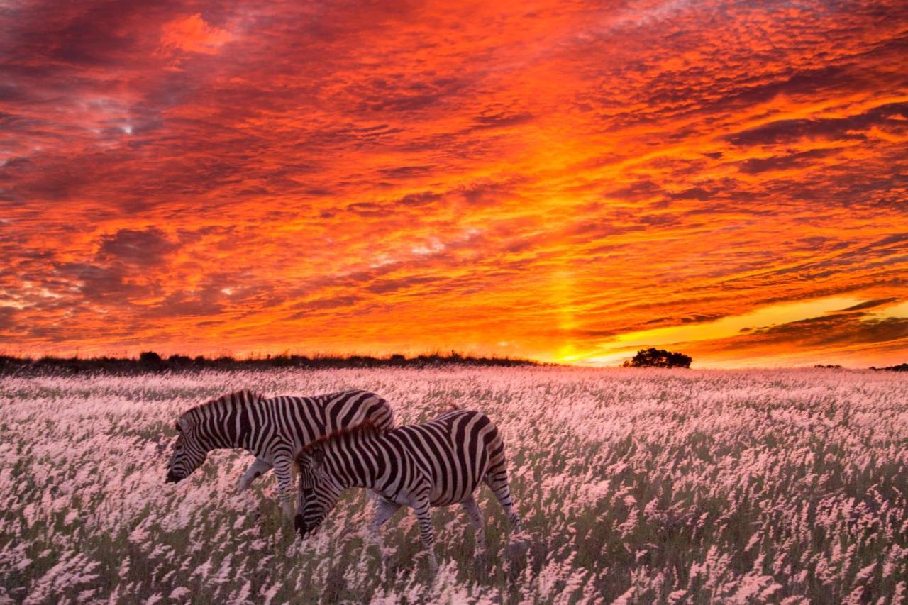Hillsnek Safari Camp - Amakhala Game Reserve Ngoại thất bức ảnh